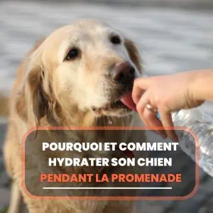 hydrater chien promenade