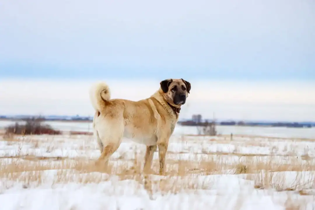 Quelle race de chien est similaire au Kangal