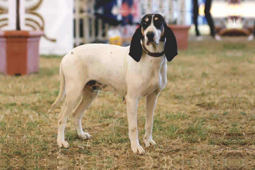 chien ariégeois prix