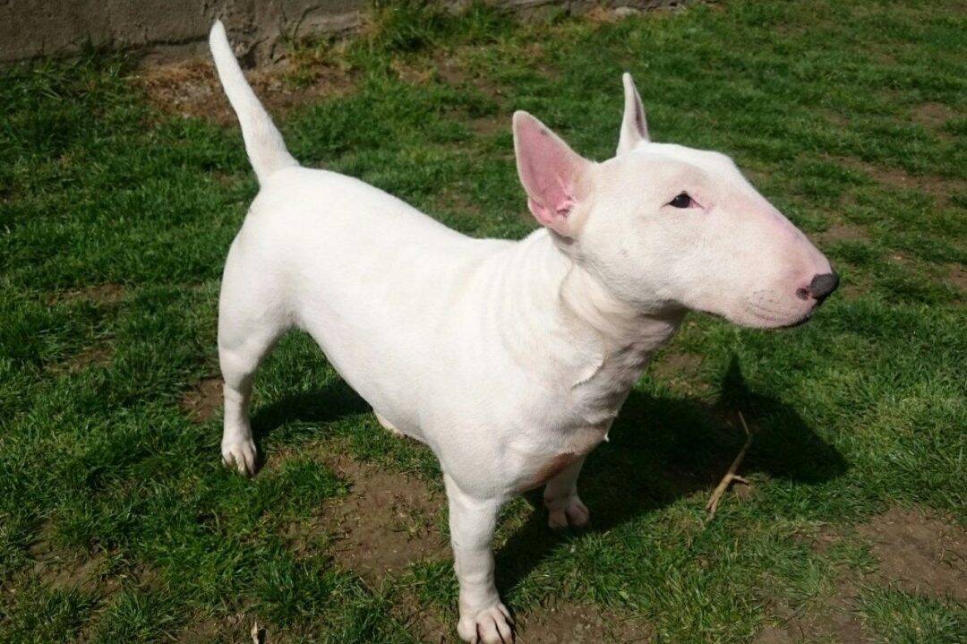 chien qui fait peur mais gentil