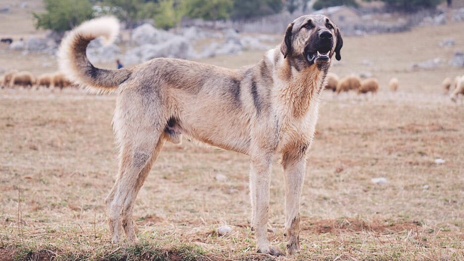 chien turc kangal