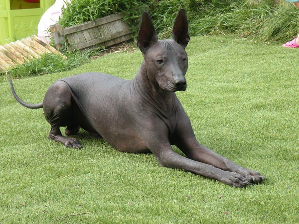 comment faire pour ramener un chien du mexique en france