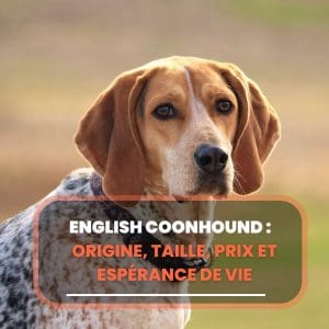 english coonhound