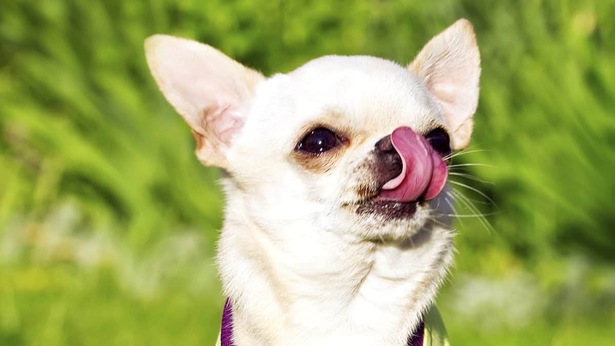 pourquoi mon chien saigne du nez