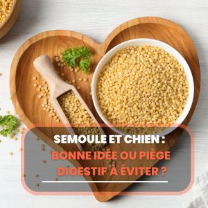 semoule chien