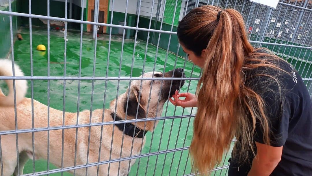 société protectrice des animaux geneve