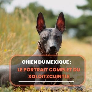 xoloitzcuintle
