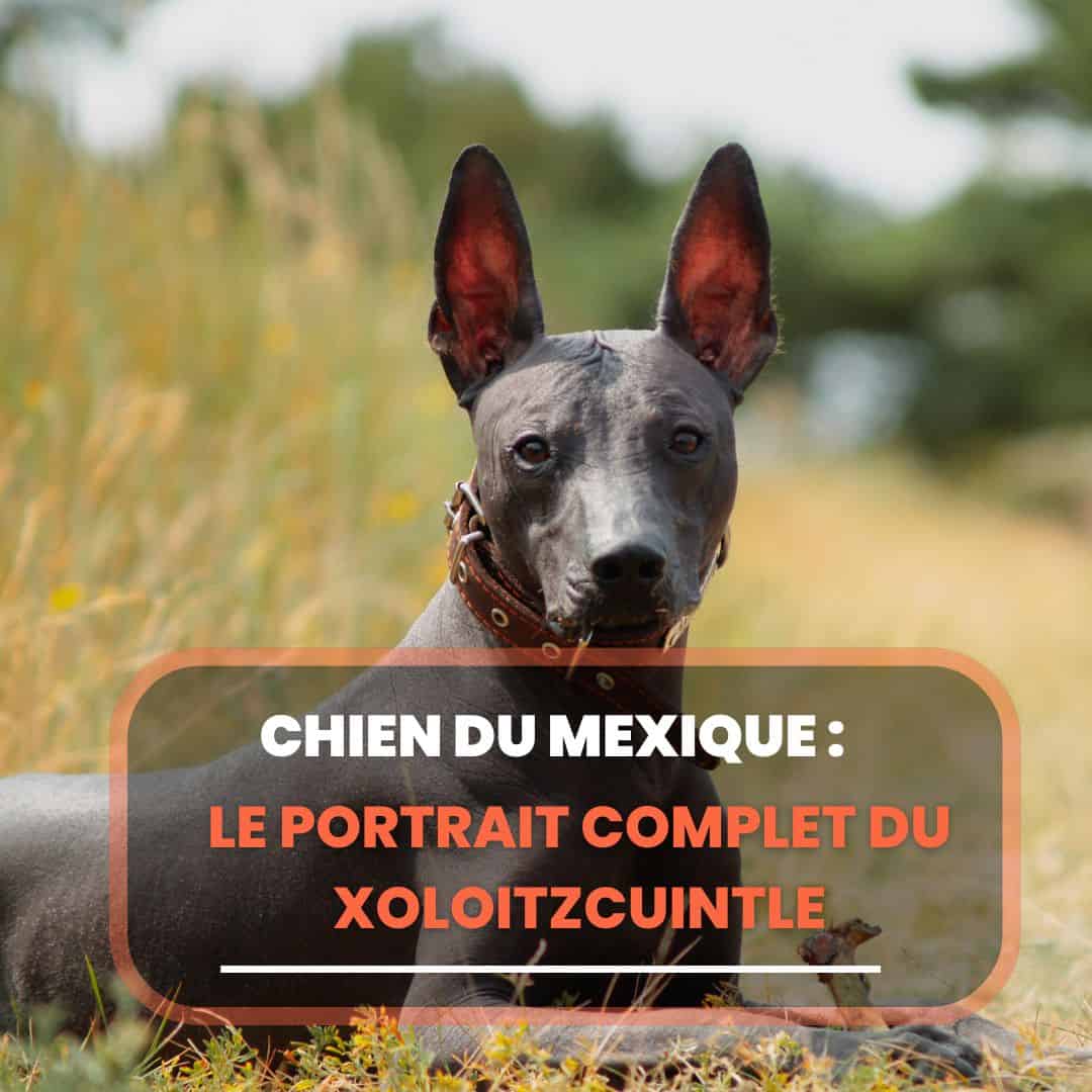 xoloitzcuintle