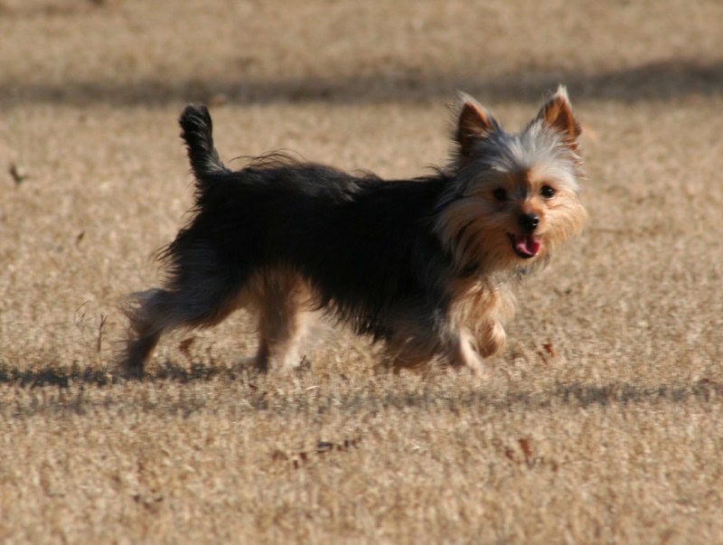 Yorkshire-chiuahua sont-ils de bons chiens