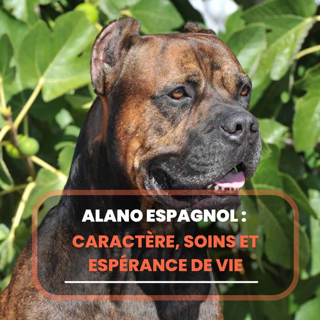 alano dog