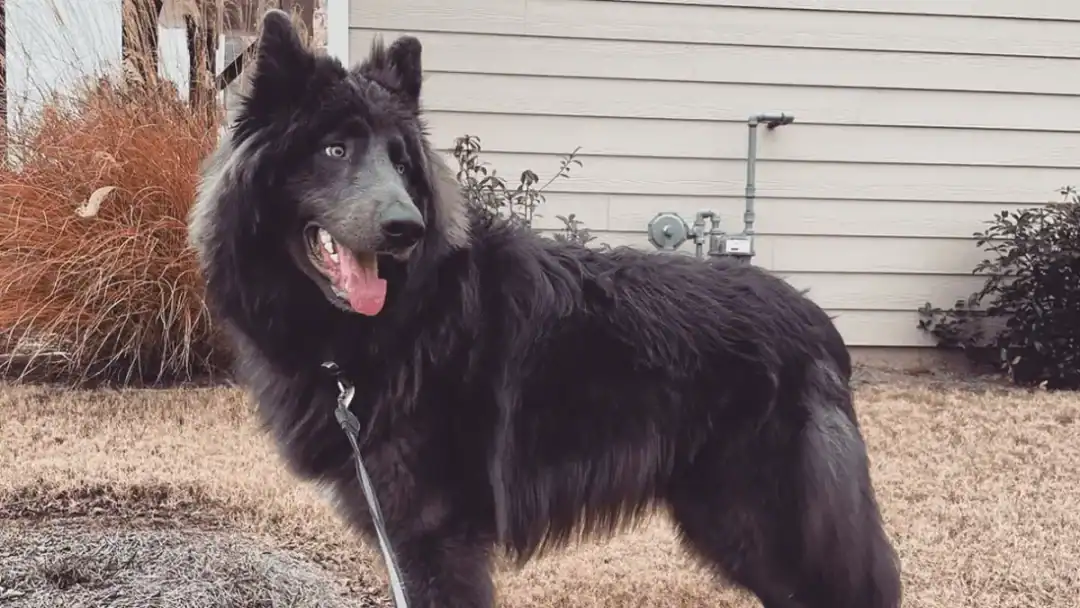 blue bay shepherd prix