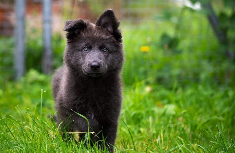 blue bay shepherd race