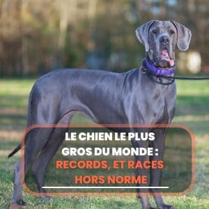 chien le plus gros du monde