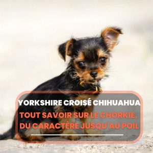 chorkie