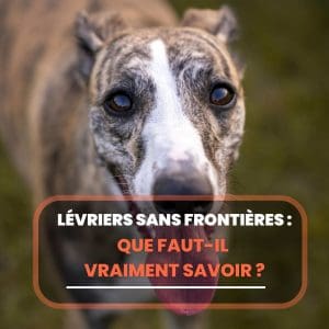levriers-sans-frontieres