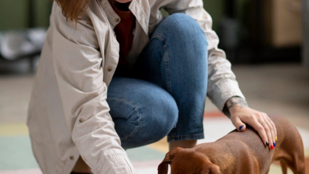 L’intérêt de la vermifugation chez le chien pour une santé digestive optimale