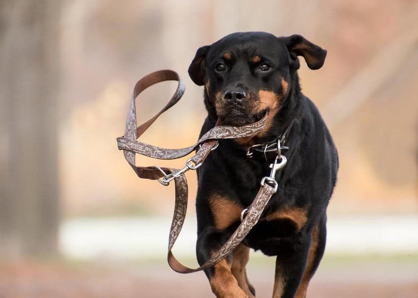 mon voisin ne tient pas son chien en laisse