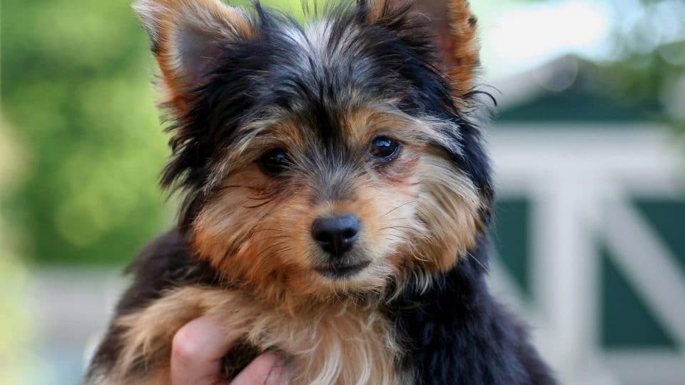 yorkshire croisé chiwawa