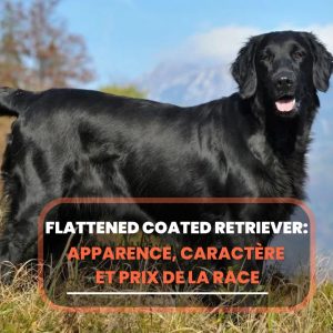 Flattened Coated Retriever