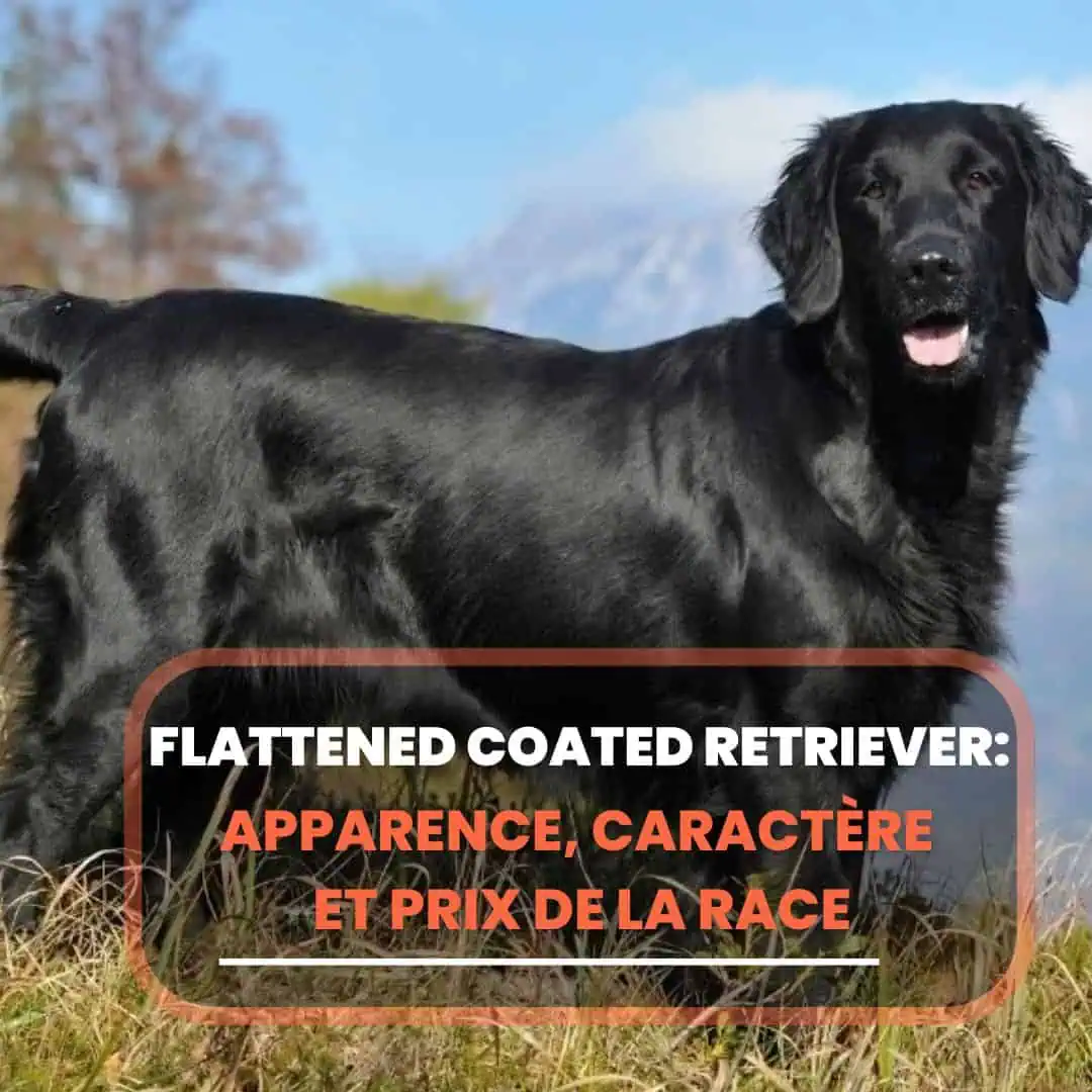 Flattened Coated Retriever