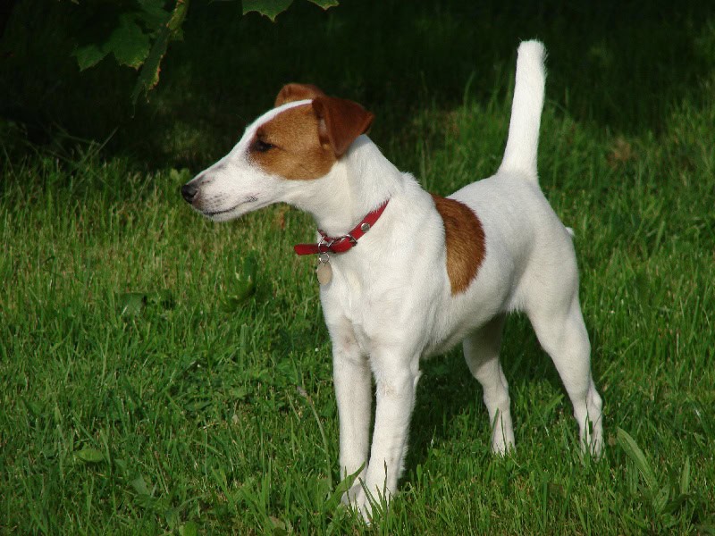 Quel est le prix d'un Fox-Terrier à poil lisse