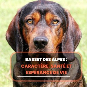 basset des alpes