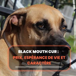black mouth cur
