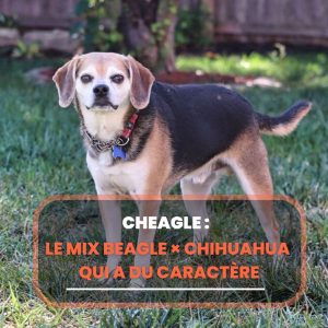 cheagle