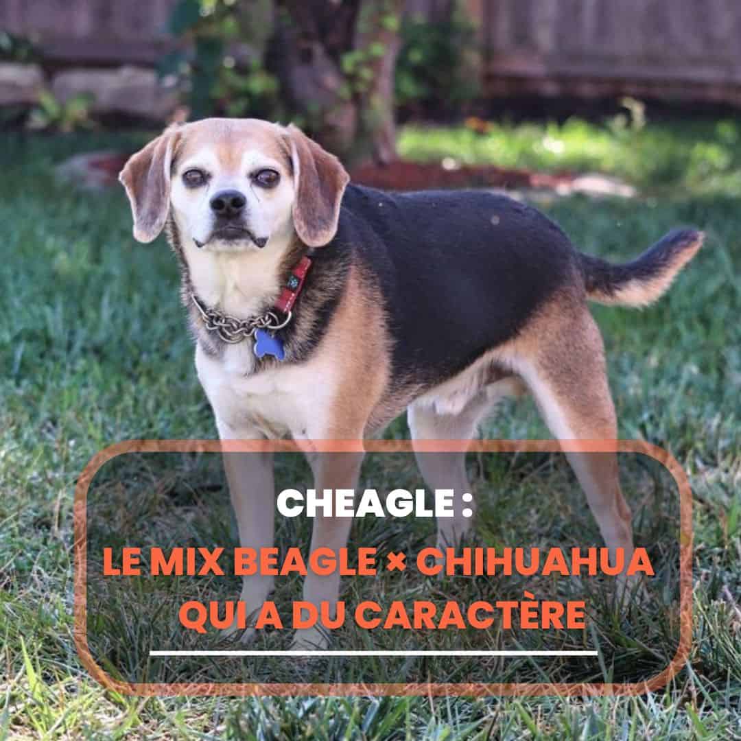 cheagle