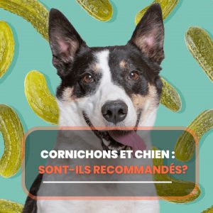 cornichons cien
