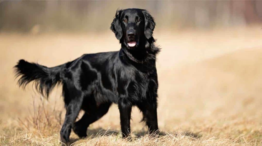 flat coated retriever noir