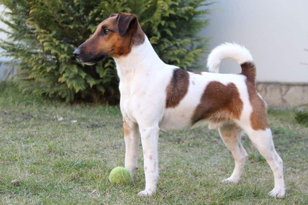 chien fox terrier a poil lisse,