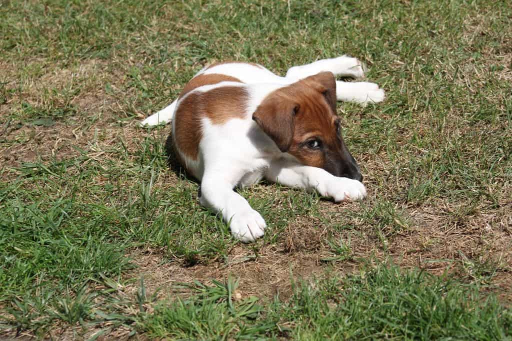 fox terrier a poil lisse taille