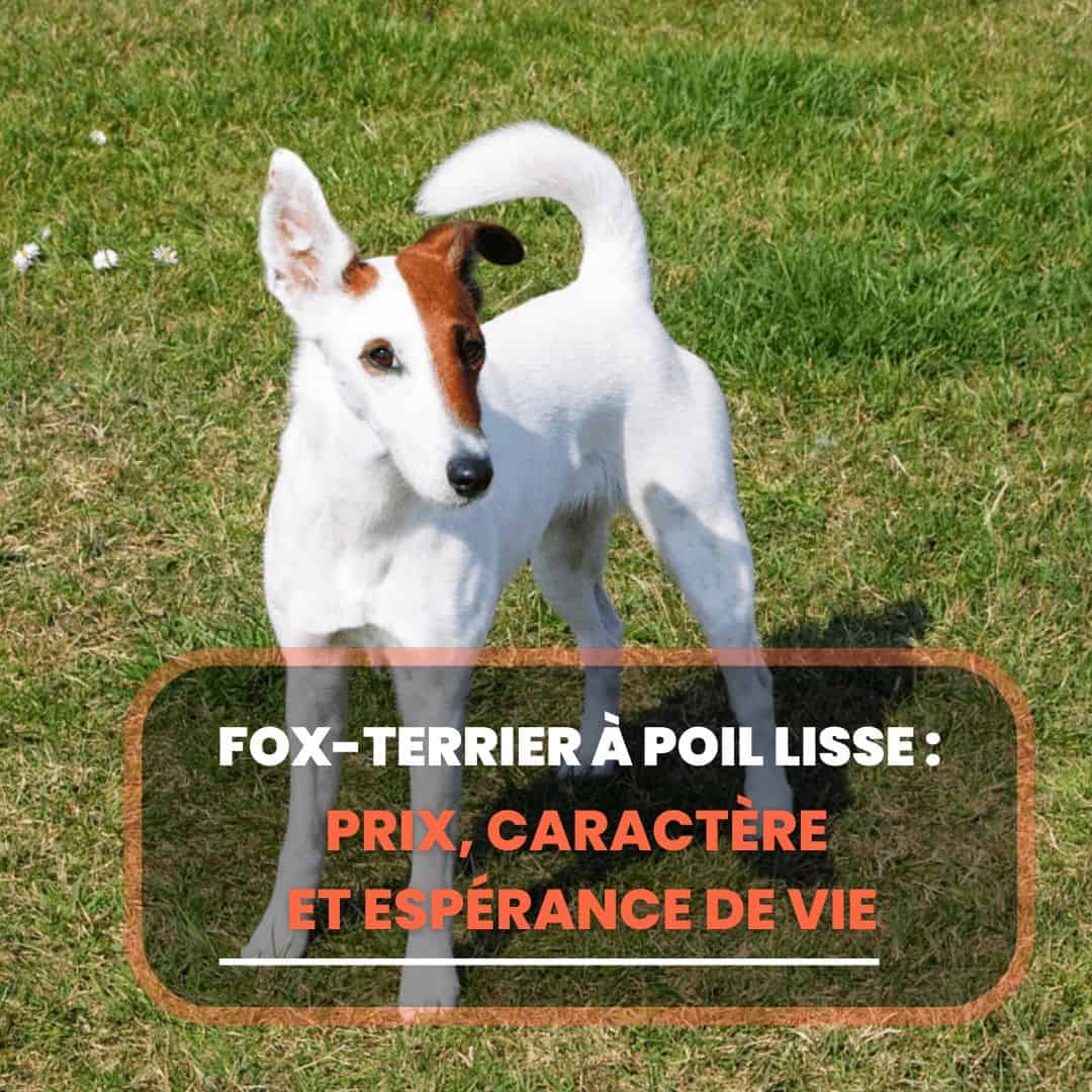 fox terrier poil lisse
