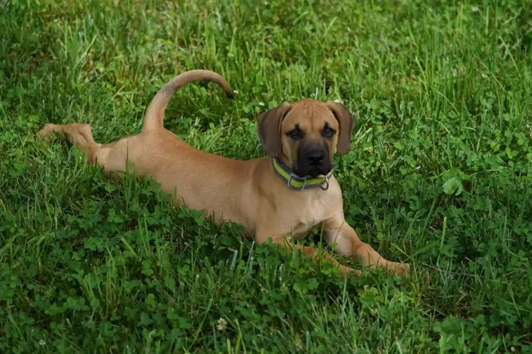 black mouth cur chiot