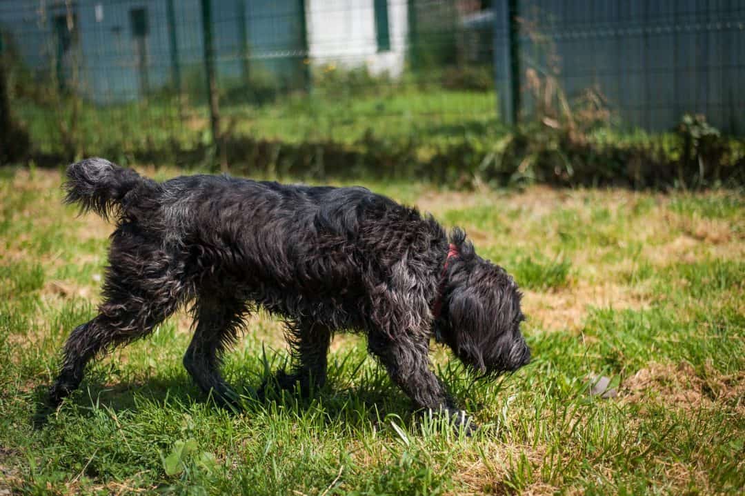 chien griffon noir et blanc