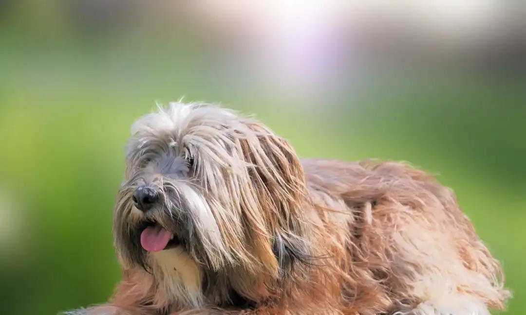 chien skye terrier