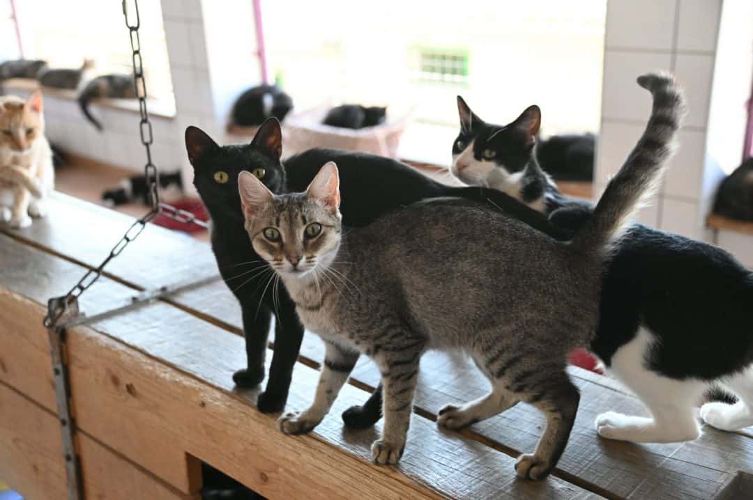 donner animal spa lavilledieu