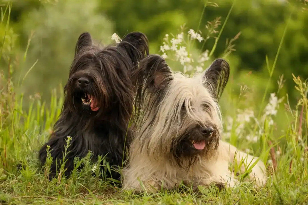 skye terrier dog