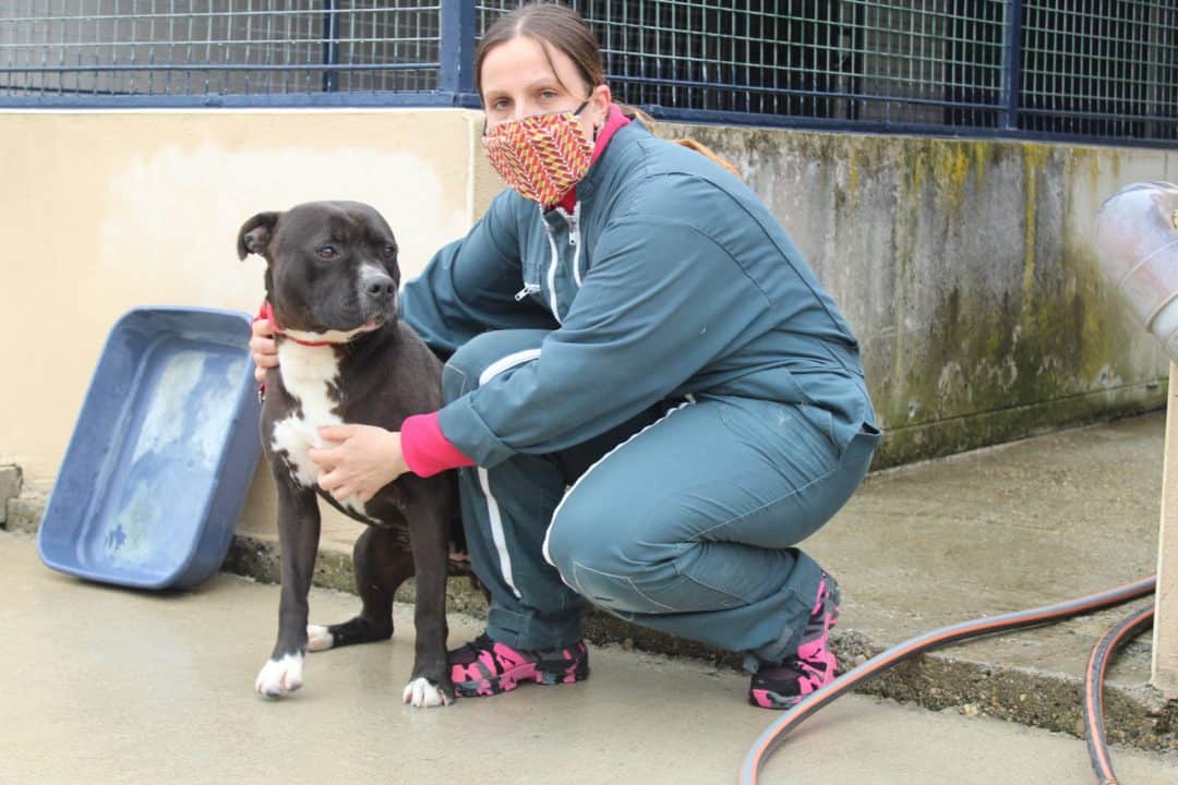 société protectrice des animaux lavilledieu