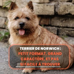 terrier norwich
