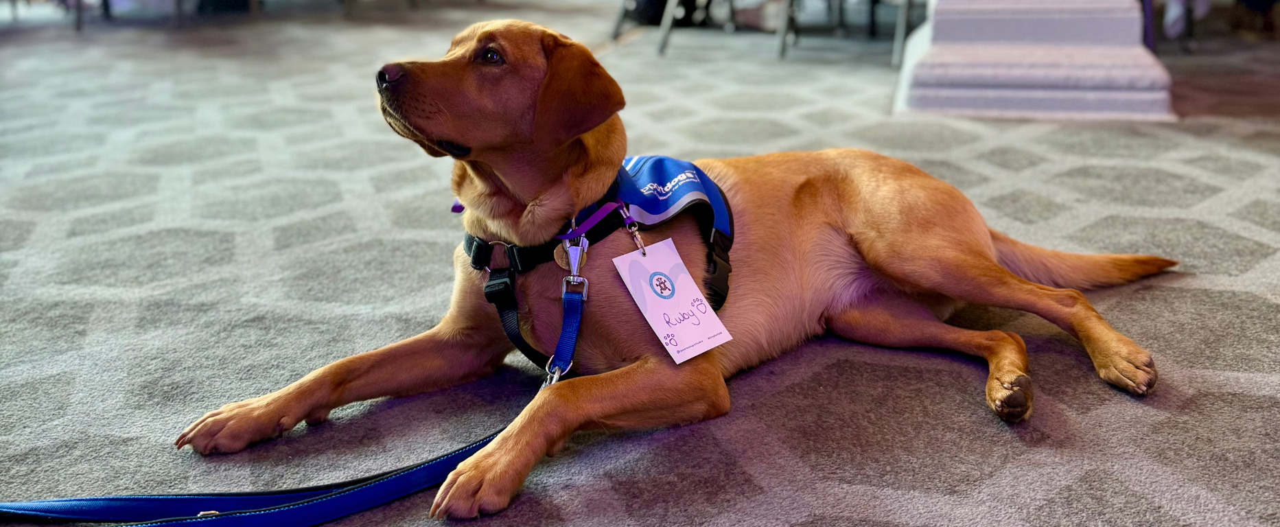 Chimp Management Ruby Support Dogs UK