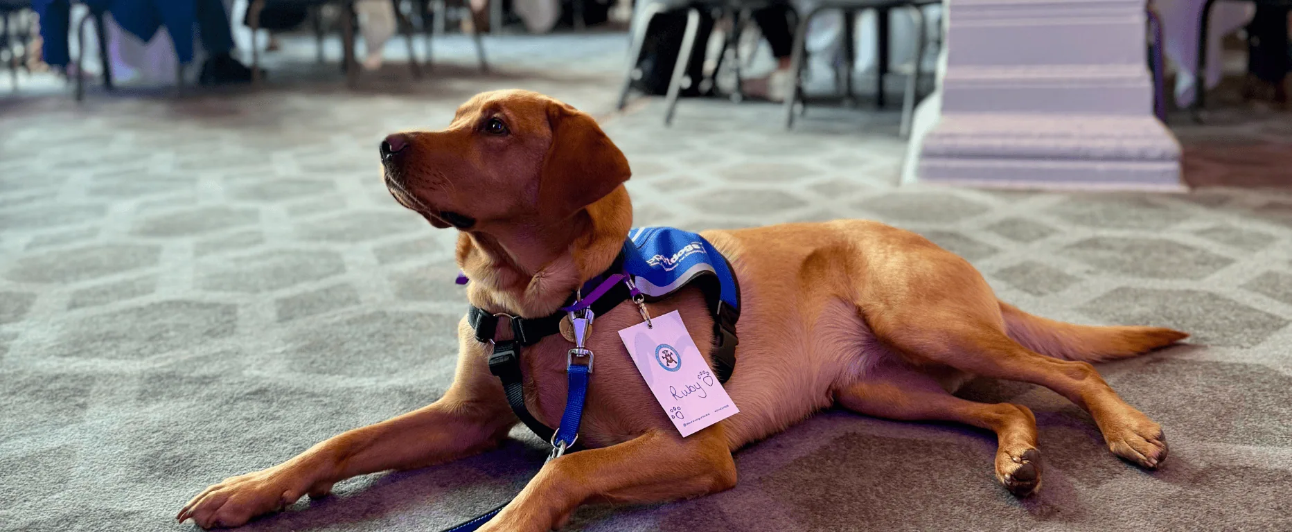 Chimp Management Ruby Support Dogs UK
