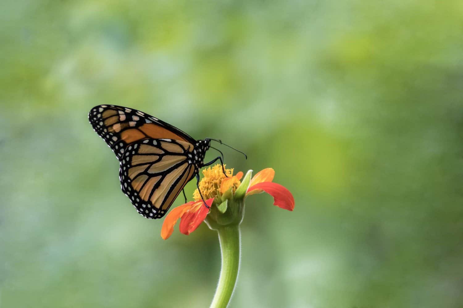 Butterfly on flower, lifecycle