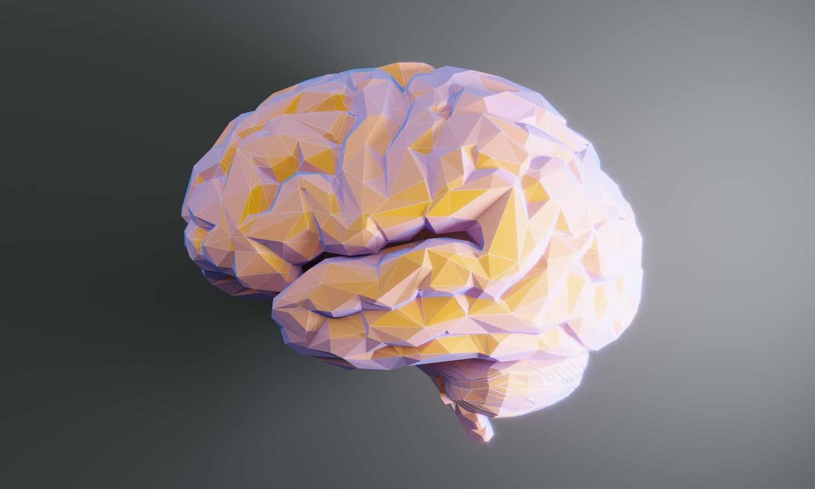 Brain