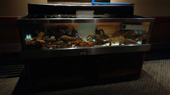 A lobster tank