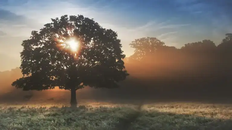 A tree in a field with the sun shining through the tree