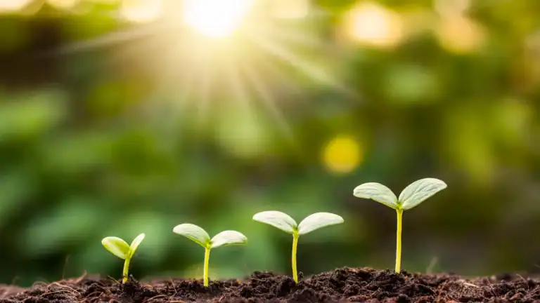 Small sprouts starting to grow in the sunlight symbolizing growing in faith