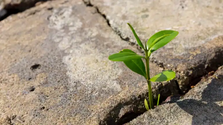 A weed trying to grow in a cement crack