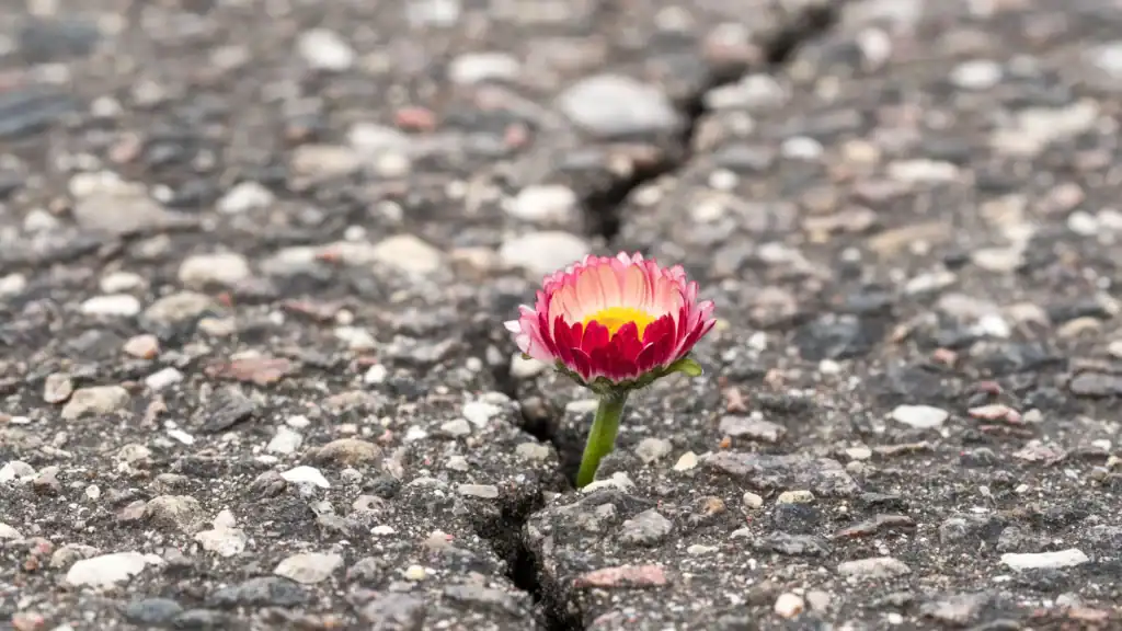 A small flower growing in a crack in the concrete symbolizing persevering in growth A small flower growing in a crack in the concrete symbolizing persevering in growth